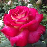 Дели рома_0x160 Любимый сад